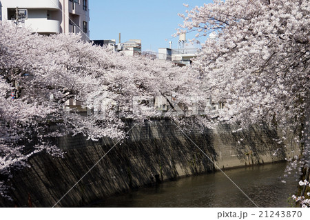 神田川の桜 神田川の桜 21243870