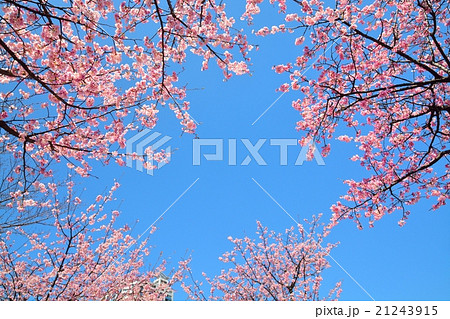 アンギョウザクラ アンギョウザクラ 21243915