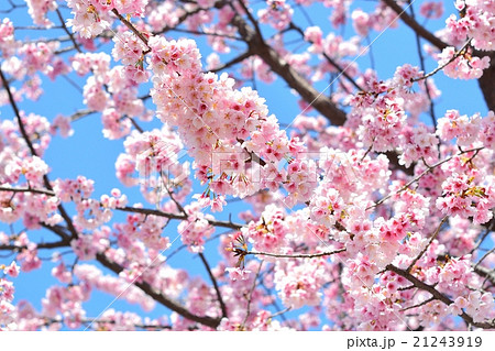 アンギョウザクラ アンギョウザクラ 21243919