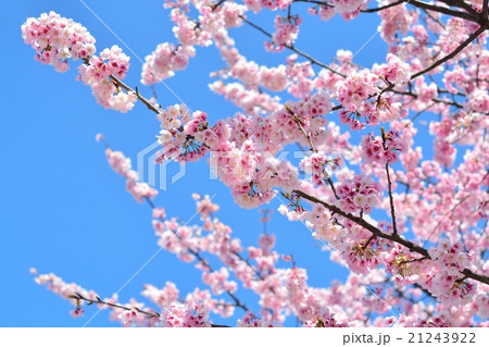 アンギョウザクラ 21243922