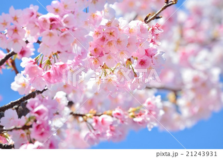 アンギョウザクラ アンギョウザクラ 21243931