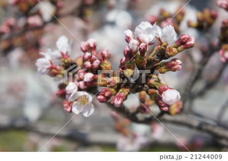 桜 桜 21244009