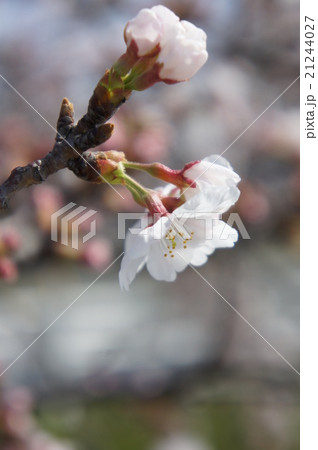 桜 桜 21244027