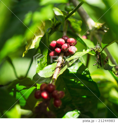 Indonesian arabica coffee Indonesian arabica coffee 21244983