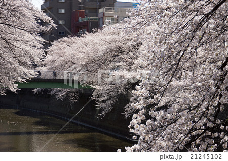 神田川の桜 21245102