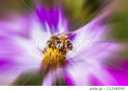 スピード感 蜂 ハチ 21246090