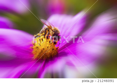 スピード感 蜂 ハチ 21246091