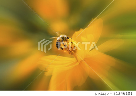 蜂 ハチ 蜜蜂 21246101