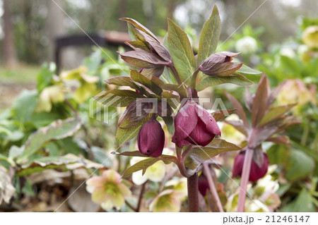 赤いクリスマスローズ 21246147