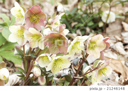 クリーム色のクリスマスローズ 21246148