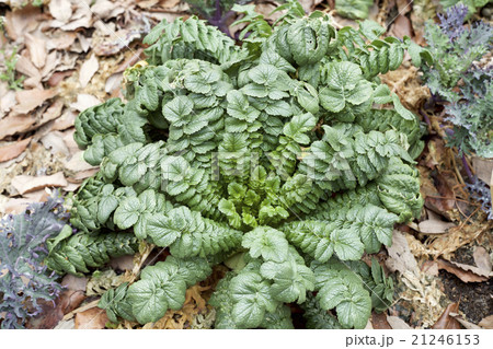 早春　大根の葉 21246153