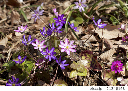 オオミスミソウ 21246168