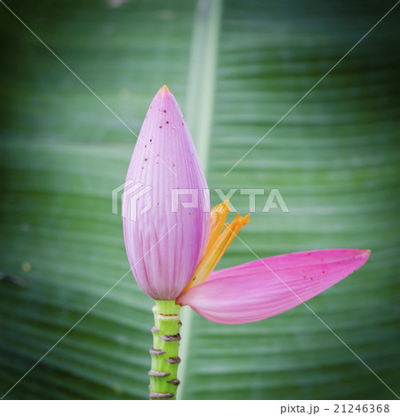 Asian Pink Lotus Flowers 21246368