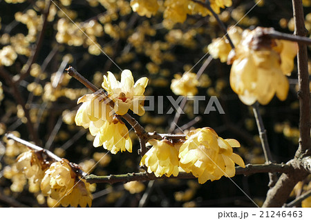 ロウバイの花のアップ　2月 21246463