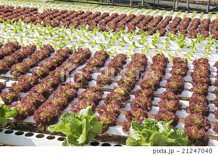Organic vegetables hydro phonic Plantation 21247040
