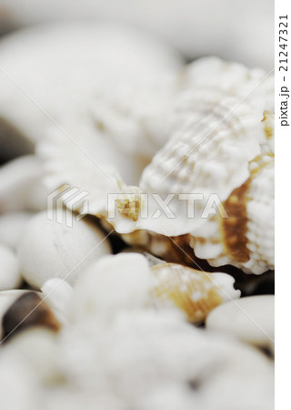 Close up of seashells on a blurred background Close up of seashells on a blurred background 21247321