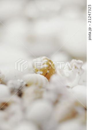 Close up of seashells on a blurred background Close up of seashells on a blurred background 21247325