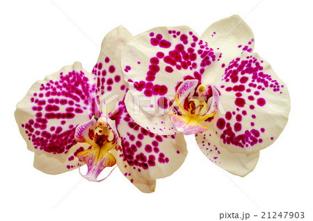 two white orchids with pink spots isolated 21247903