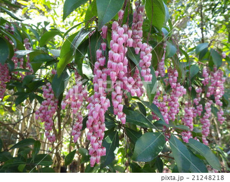 紅アセビ 紅アセビ 21248218