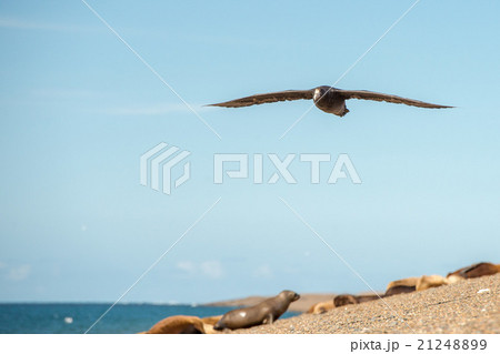 patagonia petrel bird while flying 21248899