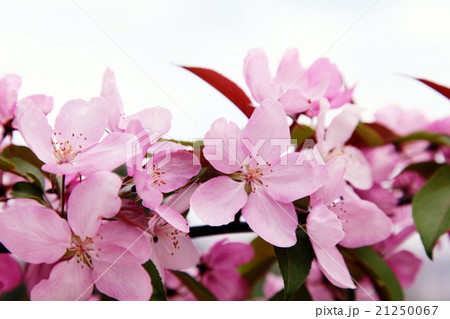 pink apple tree flowers in the spring pink apple tree flowers in the spring 21250067
