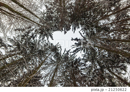 Winter forest trees Winter forest trees 21250622
