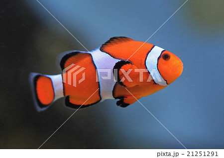 クマノミ クマノミ 21251291