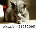ロシアンブルー　毛づくろい 21252095