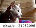 ロシアンブルー 21252096