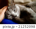 ロシアンブルー　いい気持ち 21252098