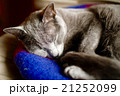 ロシアンブルー　お昼寝 21252099