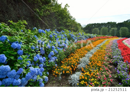 お花畑 21252511
