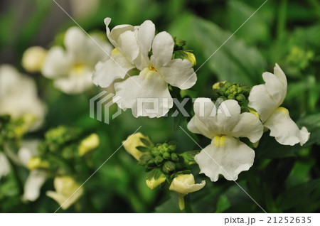 宿根ネメシア 21252635