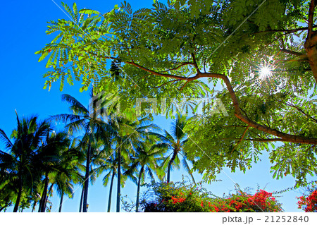 ハワイの緑 ハワイの緑 21252840