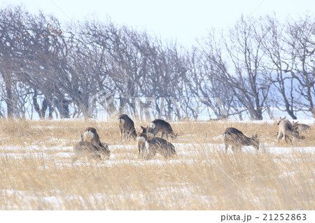 野付半島のエゾシカ 21252863