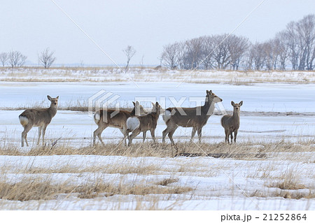 野付半島のエゾシカ 21252864