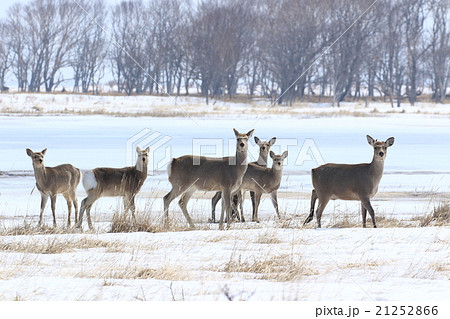 野付半島のエゾシカ 21252866