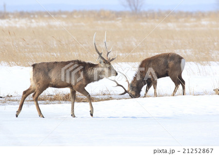 野付半島のエゾシカ 野付半島のエゾシカ 21252867
