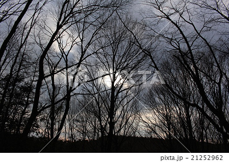 暗い森の写真素材