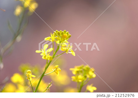 菜の花 菜の花 21252976