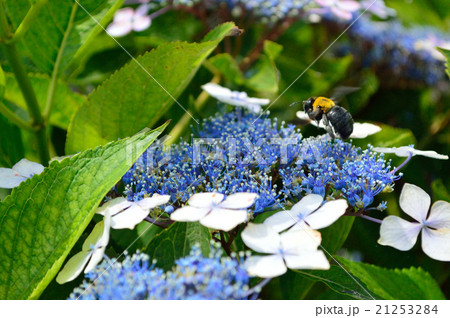 岡山県の種松山公園の紫陽花と紫陽花の上をホバリングする熊蜂 の写真素材