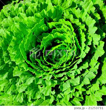 Decorative cabbage seedlings planted in a garden Decorative cabbage seedlings planted in a garden 21253731