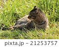 野良猫の視線 21253757