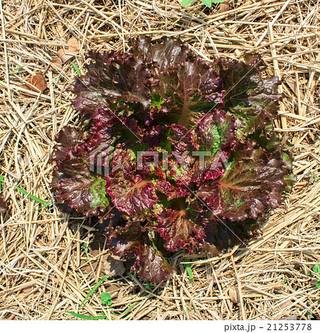 Red oak leaf letucce field 21253778