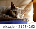 ロシアンブルー 21254262