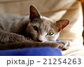 眠いロシアンブルー 21254263