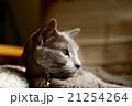 ロシアンブルー 21254264