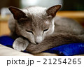 ロシアンブルー　お昼寝 21254265
