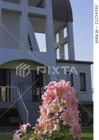 函館 聖ヨハネ教会の百合の花 聖母マリアを象徴する花 の写真素材