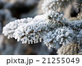 Fir tree brunch with snow 21255049
